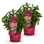 Hydrangea panniculata 'Groundbreaker Ruby' (hortensia paniculé) – rouge – 2 plantes, Ø14 cm, 20–25 cm de haut