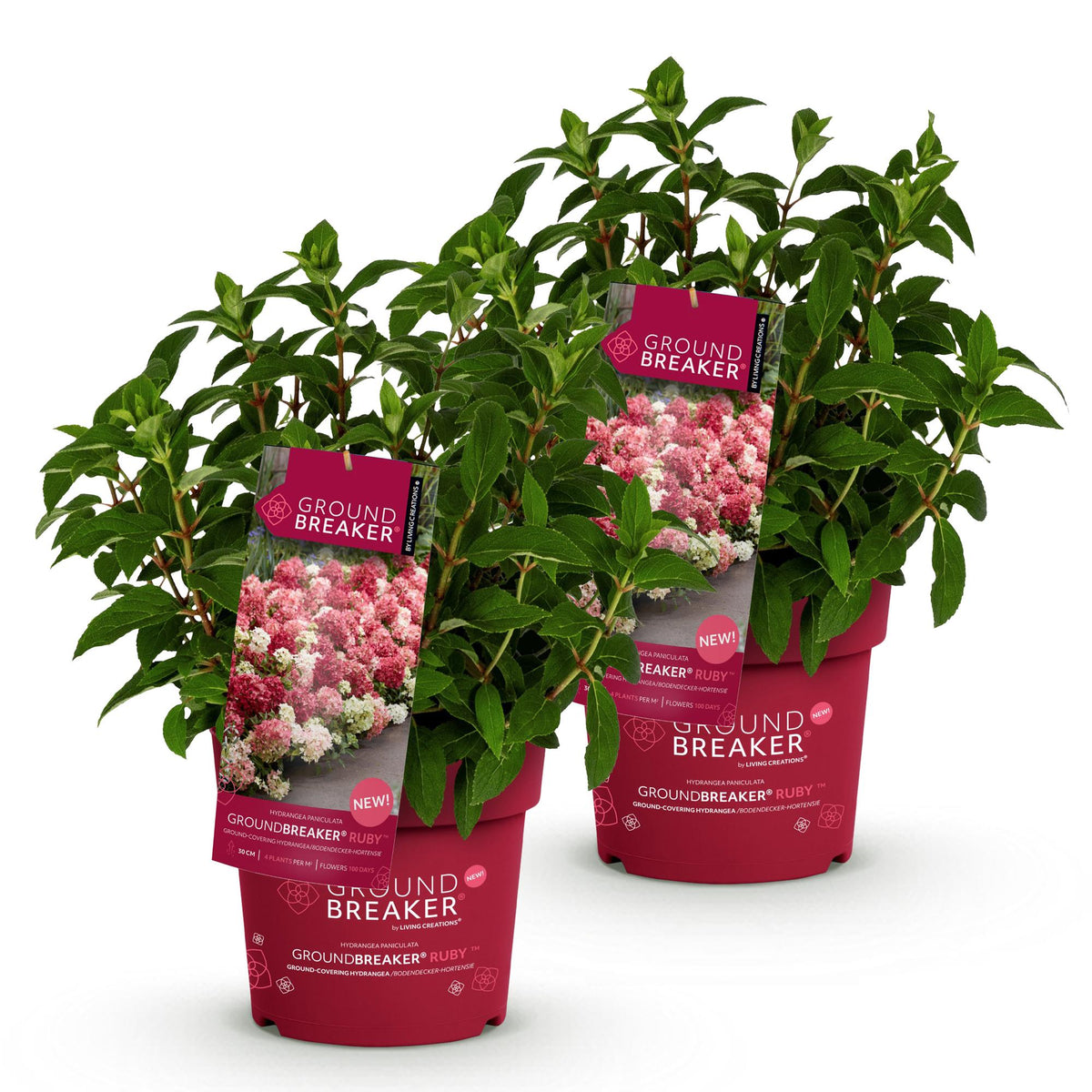 Hydrangea panniculata 'Groundbreaker Ruby' (pluimhortensia) – rood – 2 planten, Ø14 cm, 20–25 cm hoog