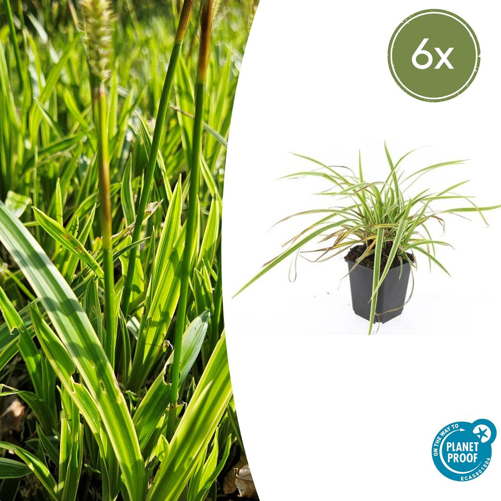 Carex morrowii 'Aureovariegata' (starr) – 6 plantor, Ø9 cm, 10–25 cm hög ge – bild 2