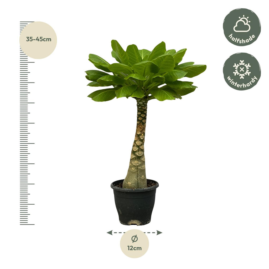 Brighamia Insignis (Hawaii-palme) – Ø12 cm, 25 cm høj