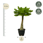 Brighamia Insignis (Hawaii-palme) – Ø12 cm, 25 cm høj