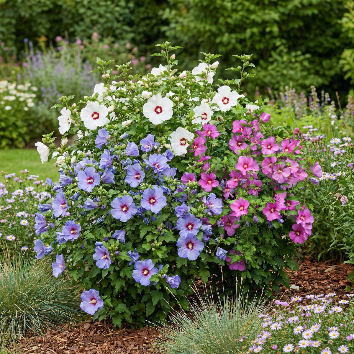 Hibiscus syriacus 'Tricolour' (tuinhibiscus) – roze-wit-blauw – 3 planten, Ø17 cm, 45 cm hoog – bild 5