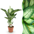 Dieffenbachia – Ø 21 cm, 90–100 cm hoch