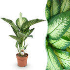 Dieffenbachia – Ø 21 cm, 90–100 cm hoch