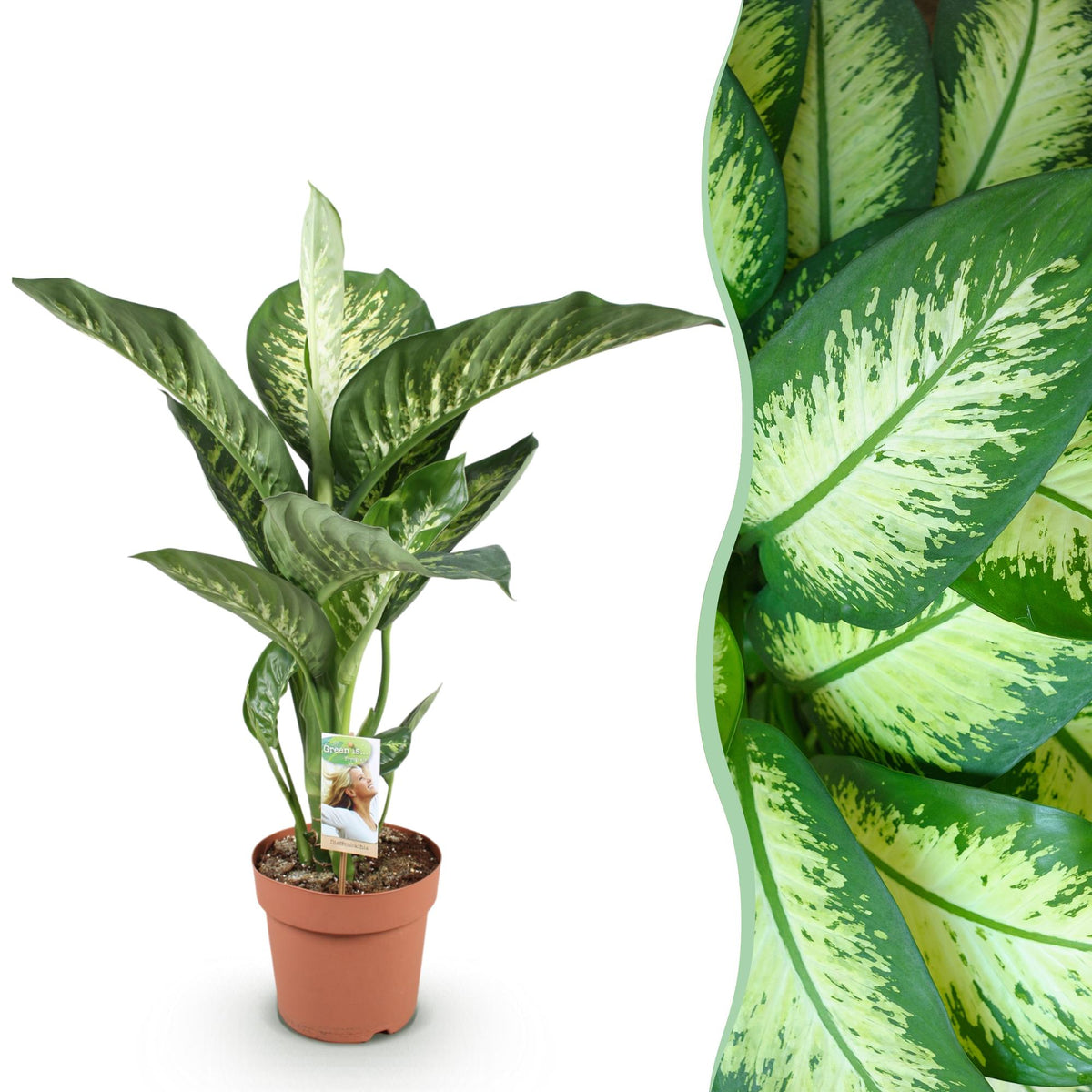 Dieffenbachia – Ø21 cm, 90–100 cm hoog