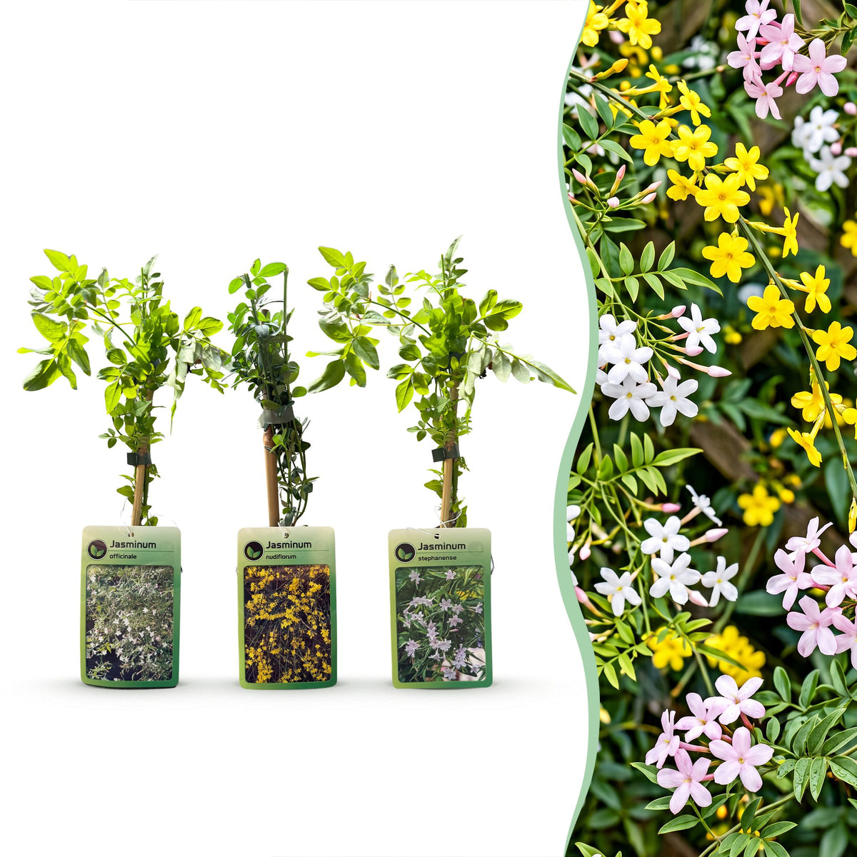 Jasminum 'Tricolour' (jasmin tricolore) – jaune-blanc-rose – 3 plantes, Ø9 cm, 35 cm de haut
