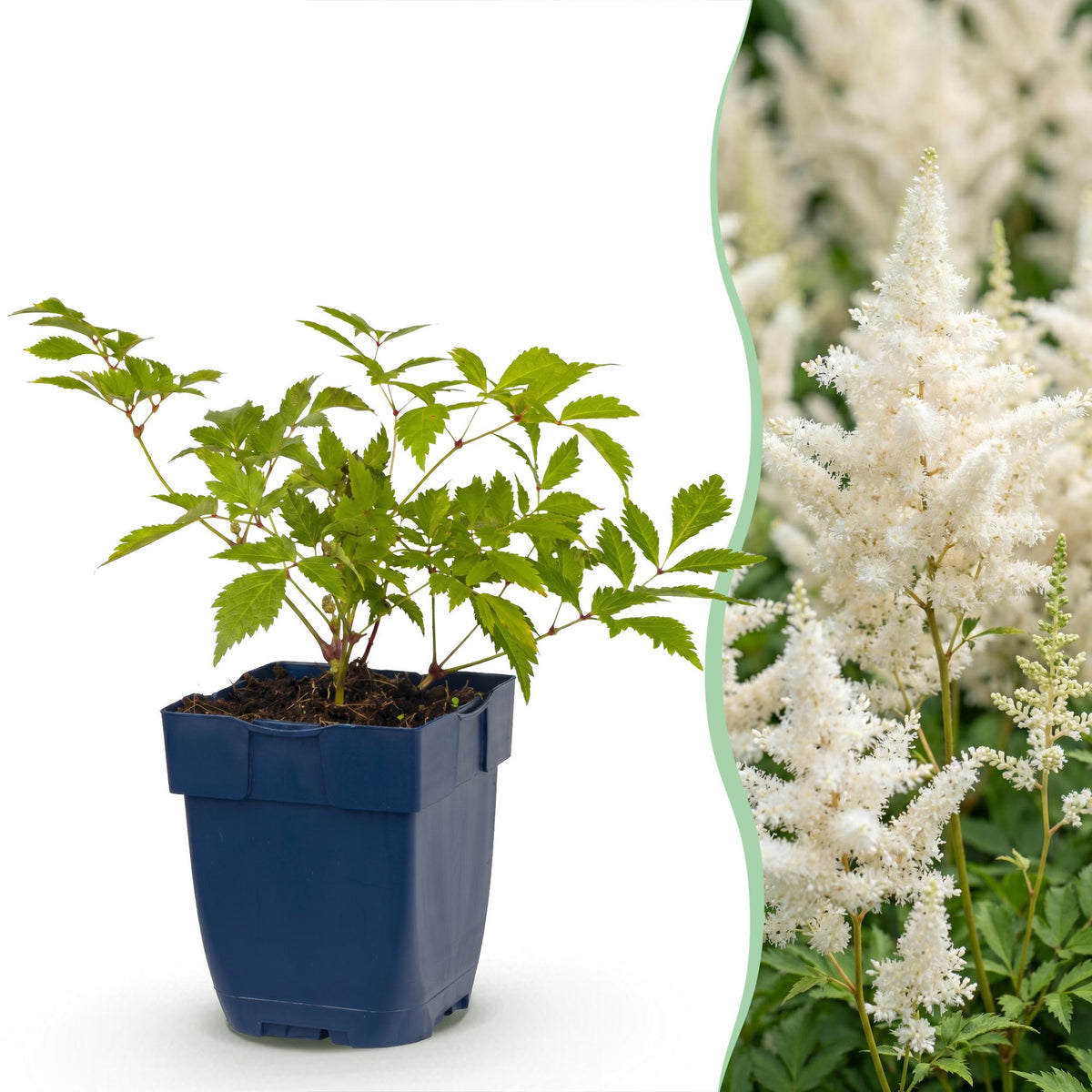 Astilbe 'Deutschland' (Fliederblumen) – weiß – 3 Pflanzen, Ø11 cm, 15–25 cm hoch