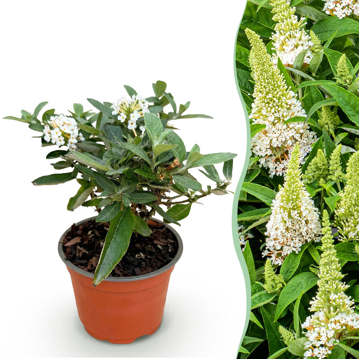Buddleja davidii 'Butterfly Candy Little White' (vlinderstruik) – wit – Ø12 cm, 20–25 cm hoog