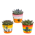 Echeveria mix – Ø11 cm, 15 cm hoog