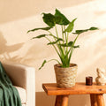 Alocasia Cucullata (elephant ear) – Ø21 cm, 65–70 cm high
