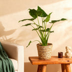Alocasia Cucullata (oreille d’éléphant) – Ø21 cm, 65–70 cm de haut