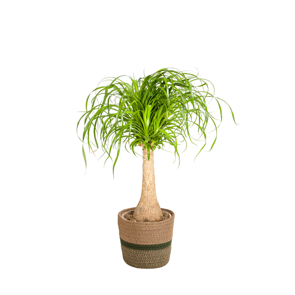 Beaucarnea recurvata Trunk (Elephant’s Foot) with Basket – Ø21 cm, 60–80 cm High