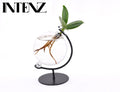 Clusia In Victoria Glas – Ø5 cm, 10 cm hoog