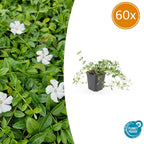 Vinca minor 'Gertrude Jekyll' (periwinkle) – 60 plants, Ø9 cm, 10–25 cm high