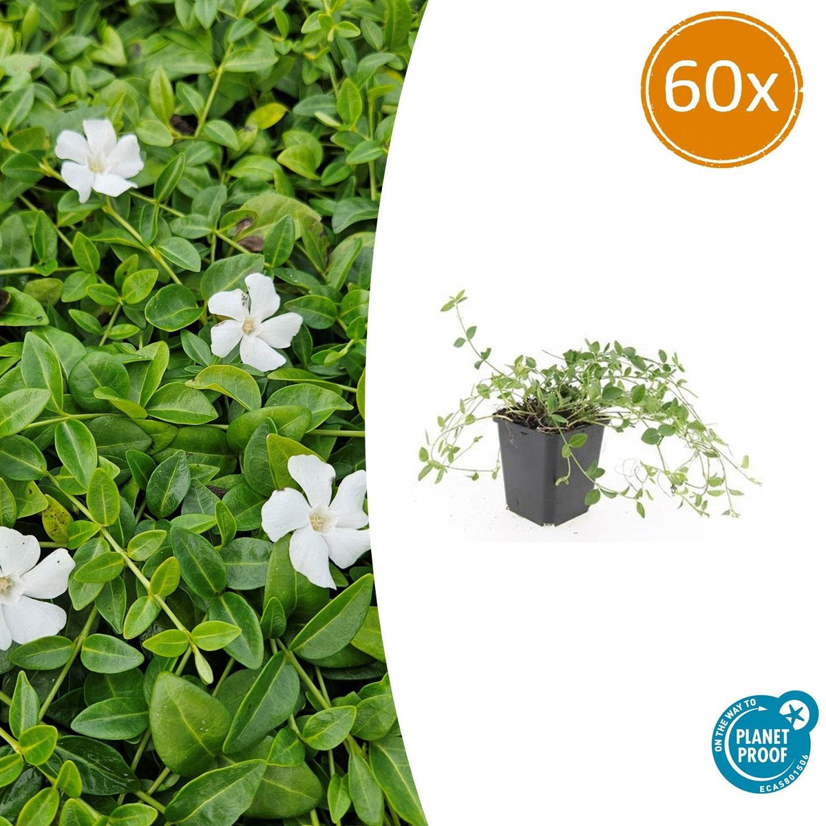 Vinca minor 'Gertrude Jekyll' (periwinkle) – 60 plants, Ø9 cm, 10–25 cm high – photo 2