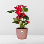 Anthurium Red 12 cm i ELHO Vibes Fold 14 cm pink (brændende kærlighed) – 40 cm høj