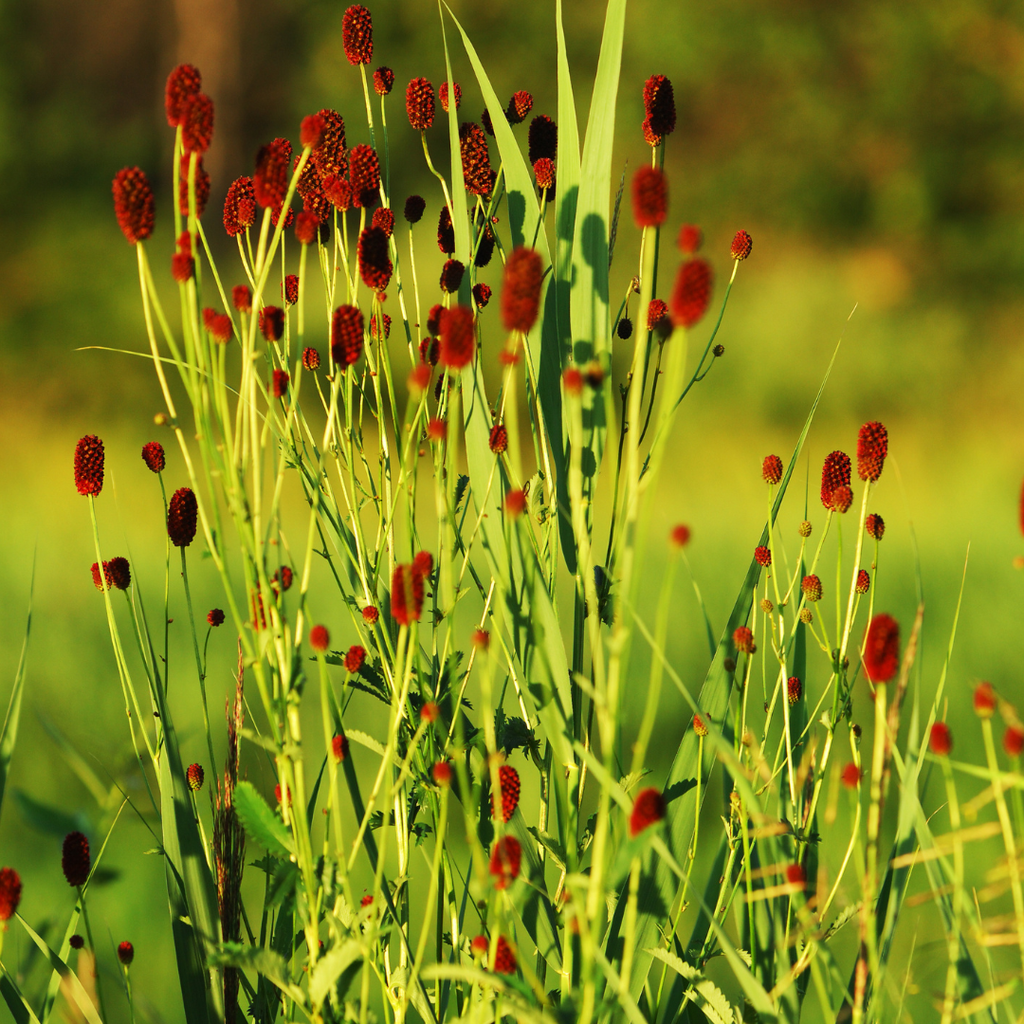Sanguisorba o. 'Tanna' (achillée à feuilles étroites) – 12 plantes, Ø9 cm, 10–25 cm de haut – photo 7