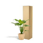 Alocasia Cucullata (elefantøre) med kurv selin – Ø19 cm, 65 cm høj