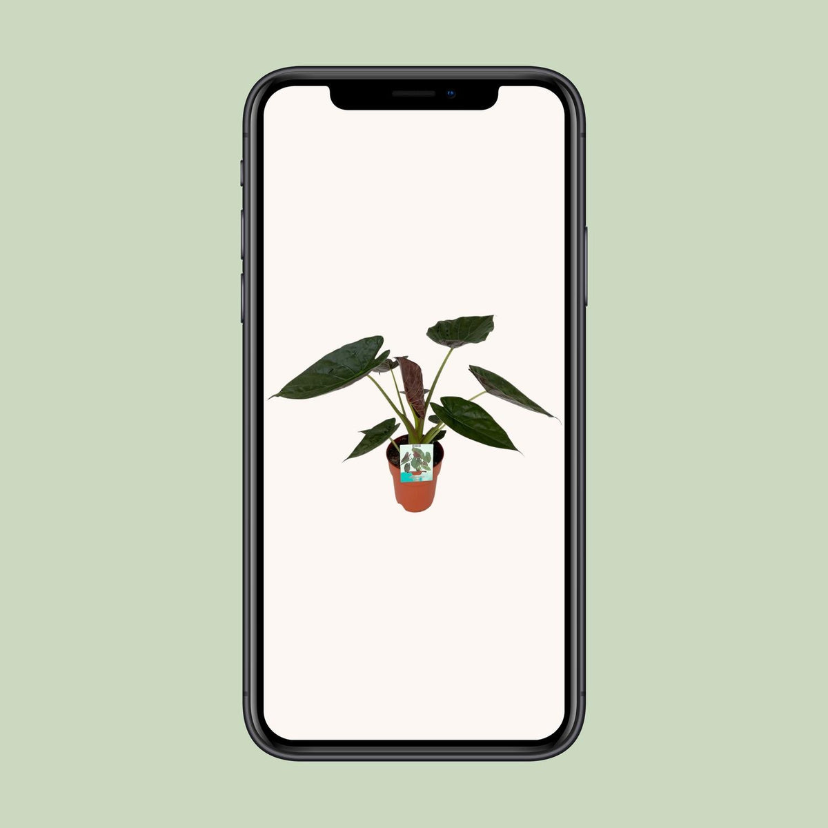 Alocasia Wentii (Elefantenohr) – Ø19 cm, 85 cm hoch