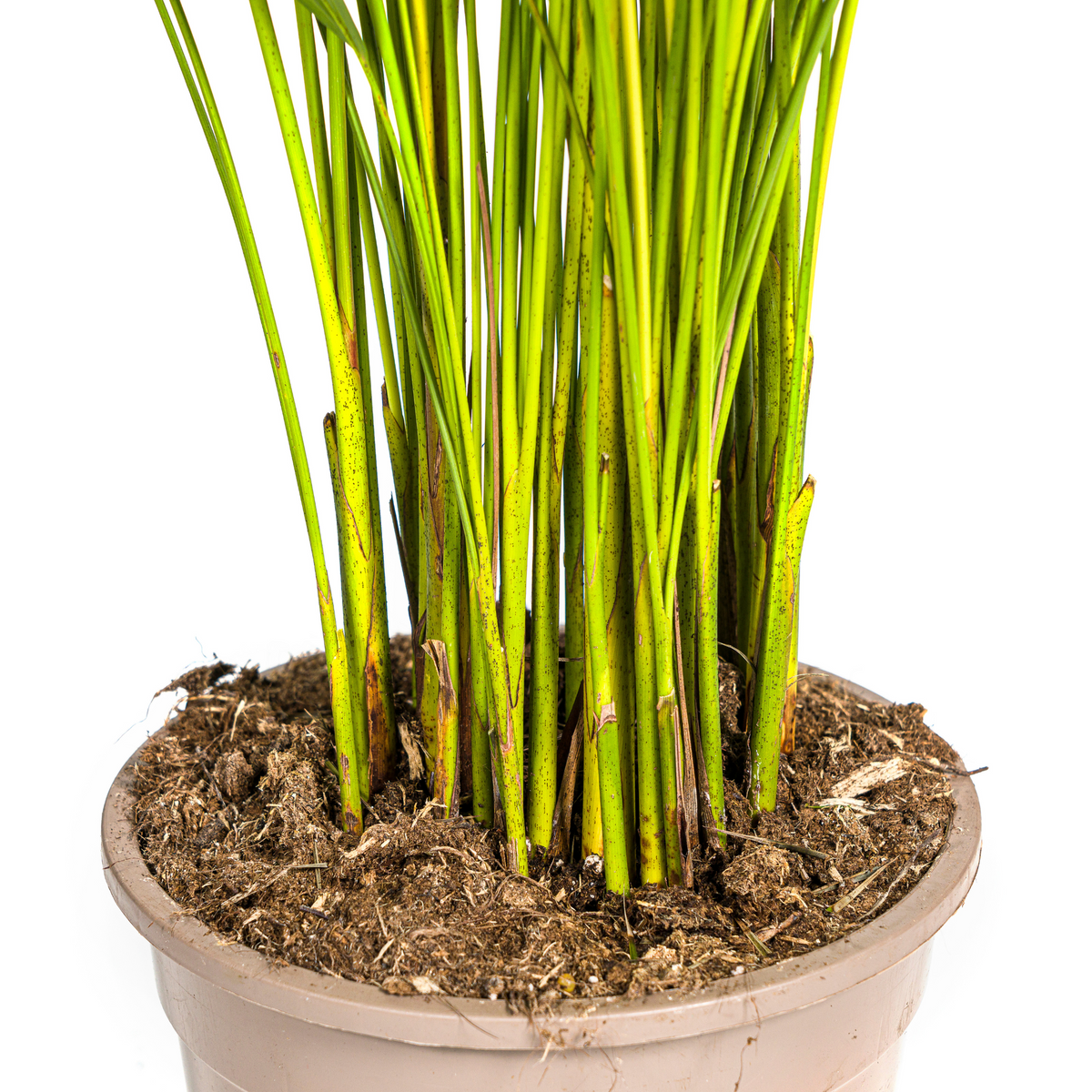 Dypsis Areca Lutescens (goudpalm) – Ø21 cm, 100–120 cm hoog
