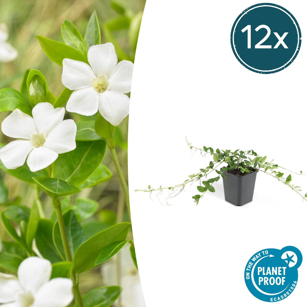 Vinca minor 'Alba' (periwinkle) – 12 plants, Ø9 cm, 10–25 cm high – photo 2