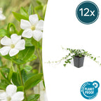 Vinca minor 'Alba' (periwinkle) – 12 plants, Ø9 cm, 10–25 cm high