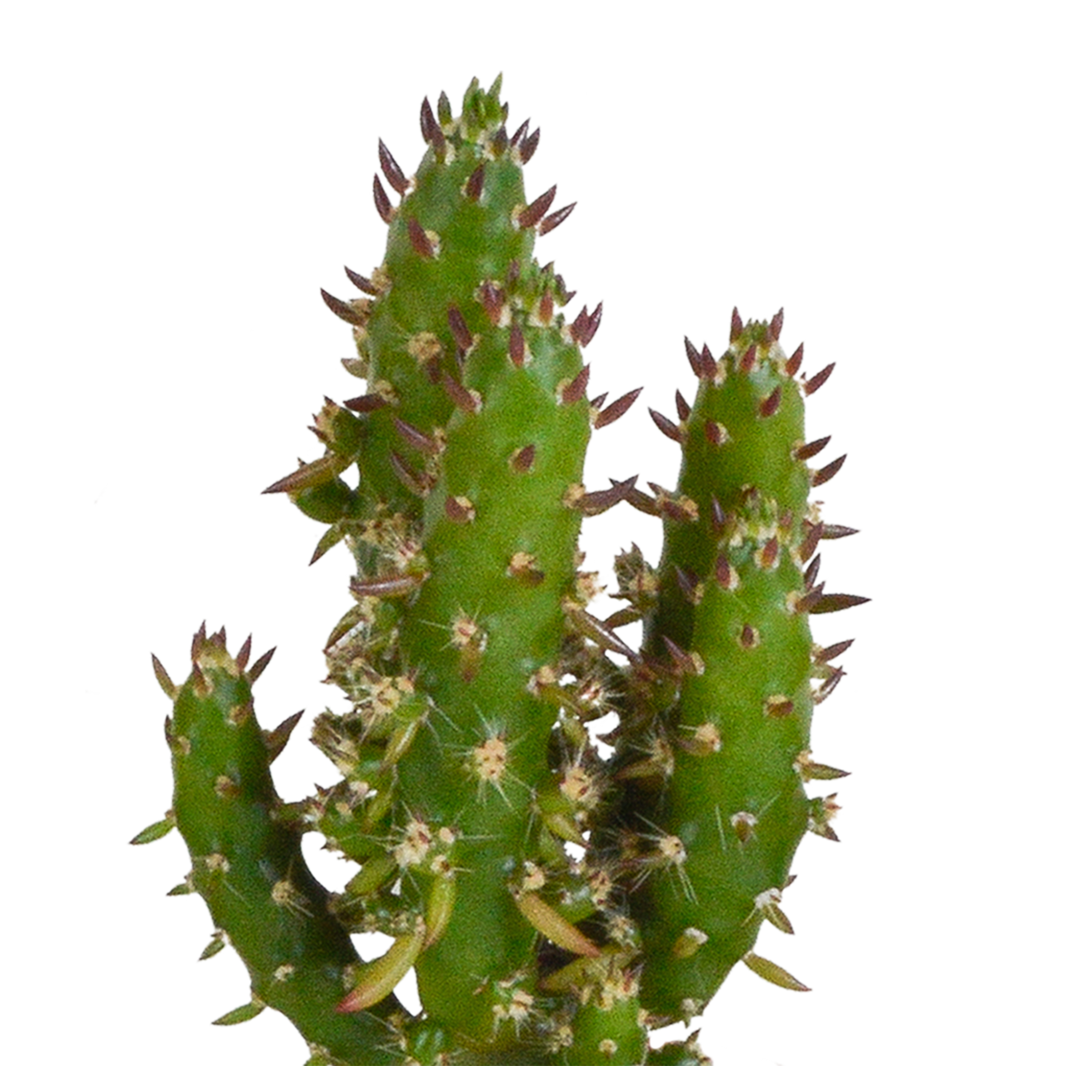 Kaktusmix (Cactaceae) i hvid potte – Ø6 cm, 40 cm høj