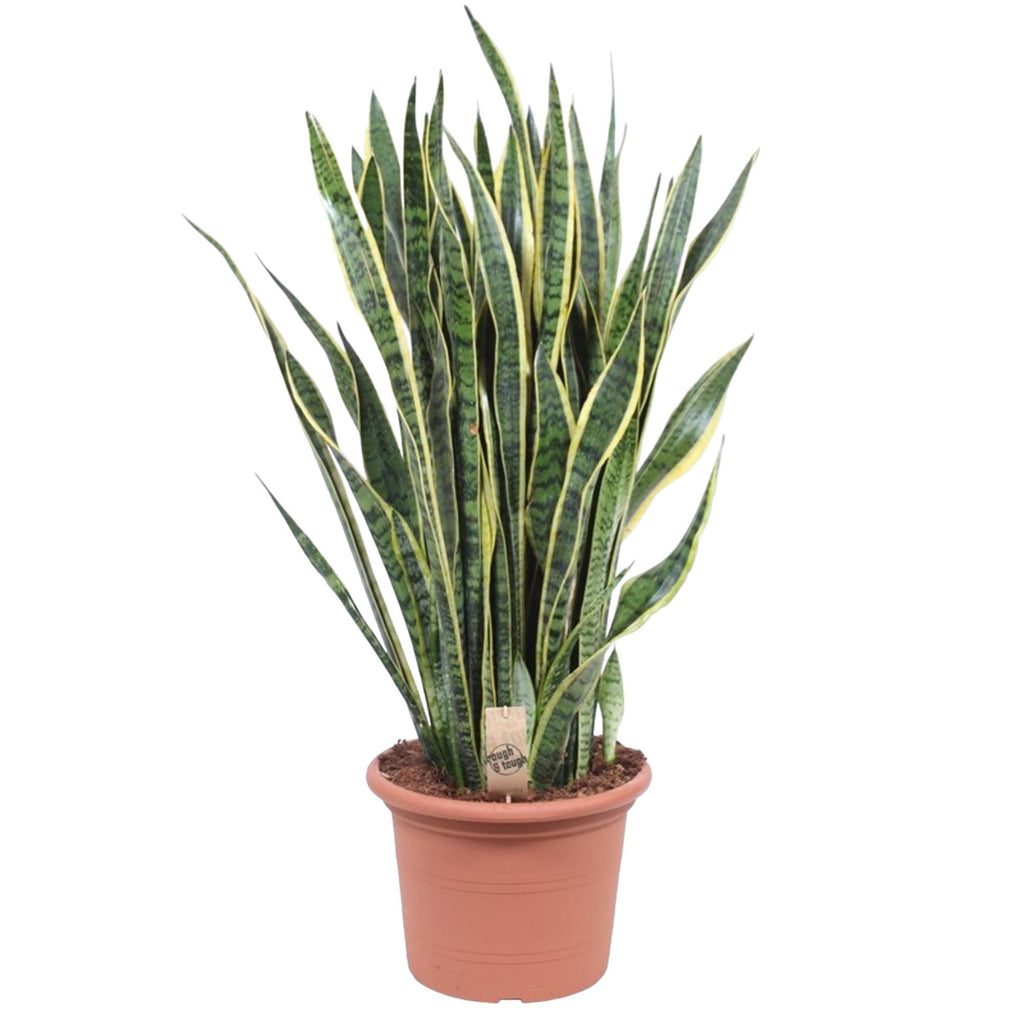 Sansevieria Laurentii (vrouwentong) – Ø35 cm, 100 cm hoog