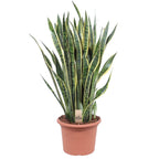 Sansevieria Laurentii (vrouwentong) – Ø35 cm, 100 cm hoog