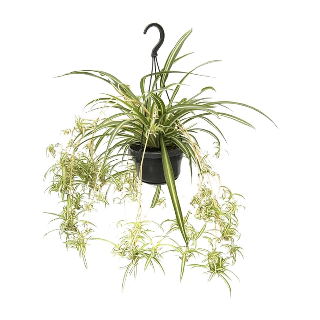 Chlorophytum comosum Variegatum (graslelie) – Ø14 cm, 55 cm hoog