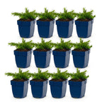 Phlox 'Rosette' (Leuchterblume) – rosa – 12 Pflanzen, Ø11 cm, 15–25 cm hoch