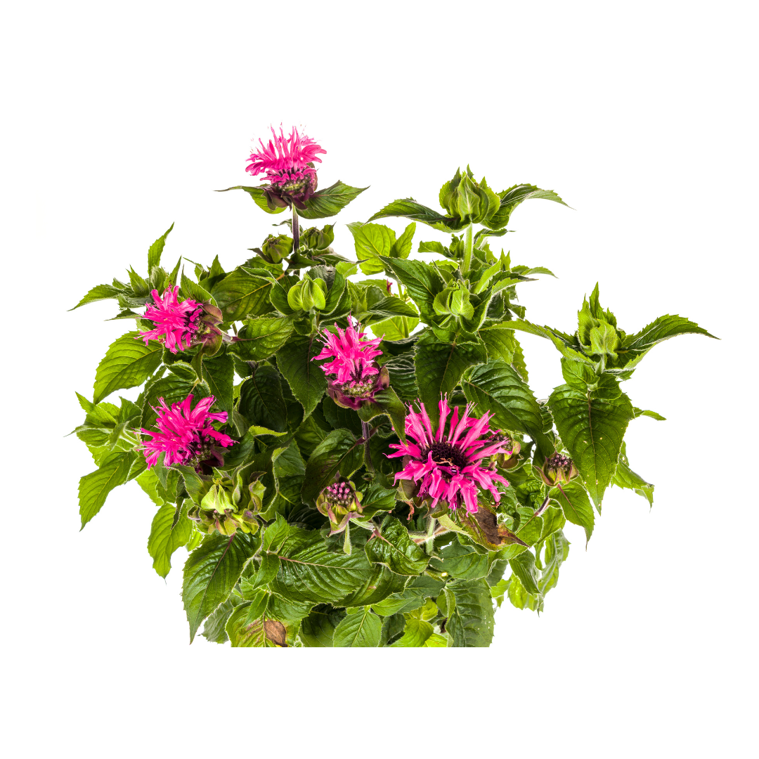 Monarda 'Didyma Pink' (bergamotteplante) – Ø19 cm, 45–60 cm høj – billede 4