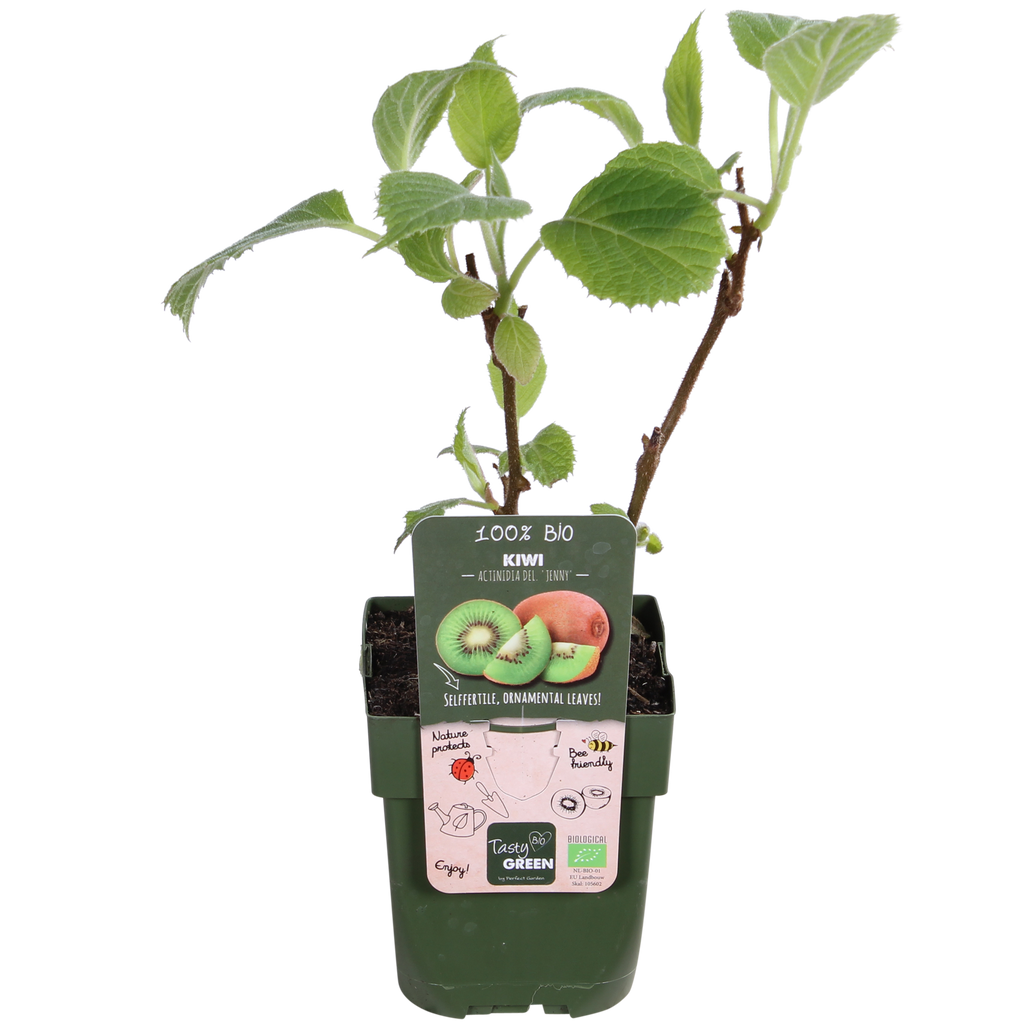 Actinidia deliciosa 'Jenny' (kiwi) – Ø13 cm, 45 cm high – photo 2