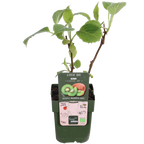 Actinidia deliciosa 'Jenny' (kiwi) – Ø13 cm, 45 cm high