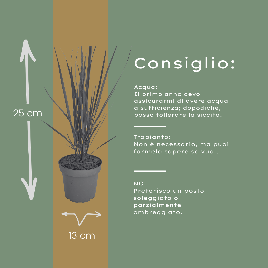 Panicum virgatum 'Northwind' (herbe à doigt) – 3 plants, Ø12 cm – photo 8