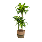 Dracaena Deremensis Dorado (arbre dragonnier) avec panier – Ø21 cm, 100–120 cm de haut