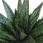 Gasteria 'd Due (Haworthia) – Ø17 cm, 35 cm høj