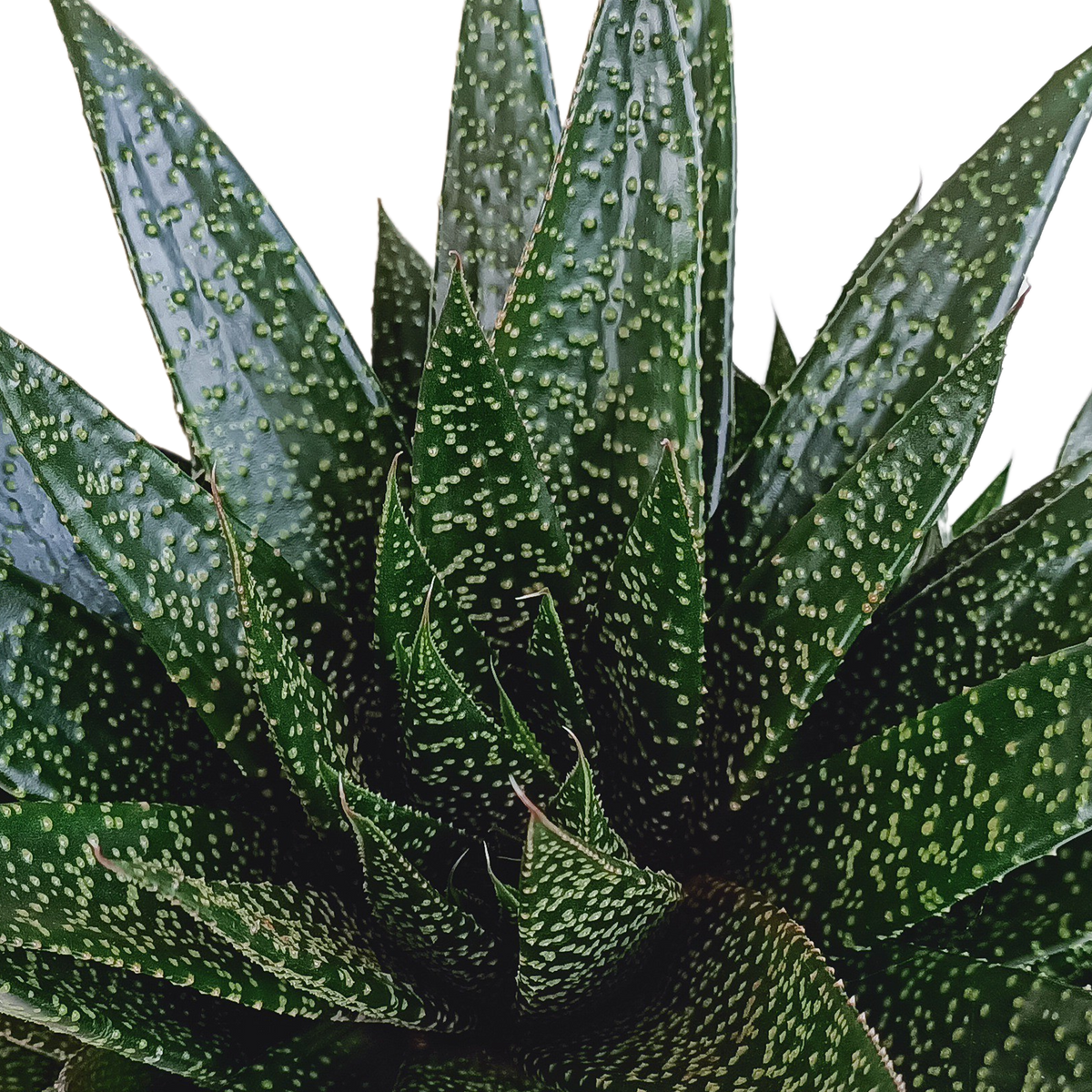 Gasteria 'd Due (Haworthia) – Ø17 cm, 35 cm høj