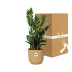 Zamioculcas (plante ZZ) – 40 cm de haut – jaune