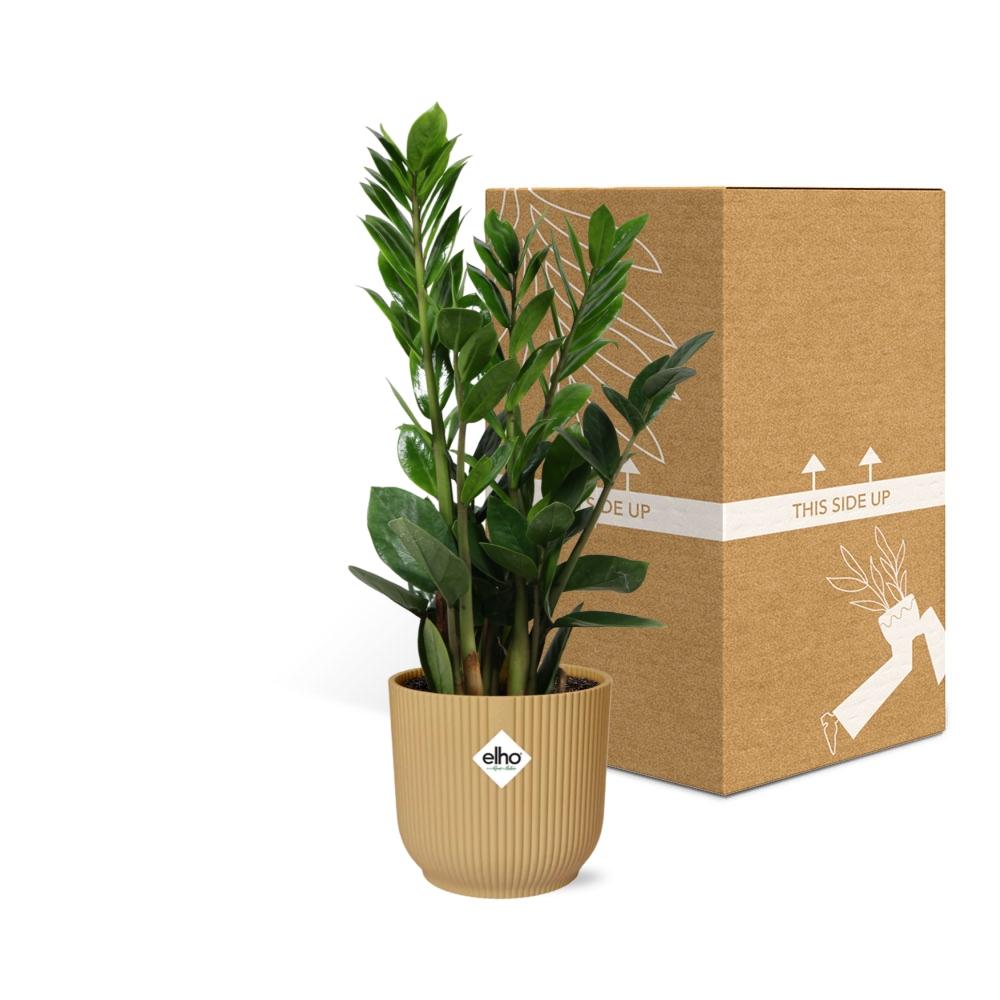 Zamioculcas (zz-plant) – 40 cm hoog – geel