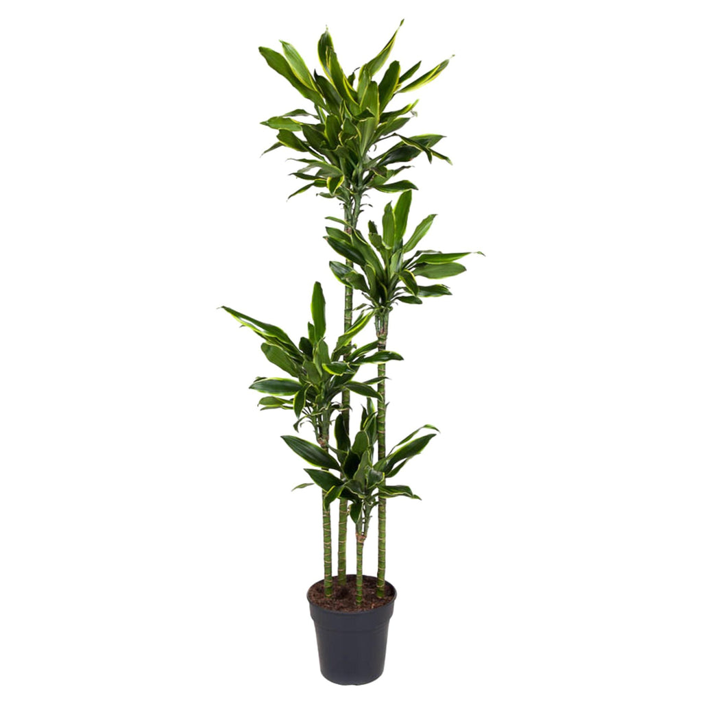 Dracaena Golden Coast (drakenboom) – Ø27 cm, 170 cm hoog