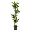 Dracaena Golden Coast (drakenboom) – Ø27 cm, 170 cm hoog