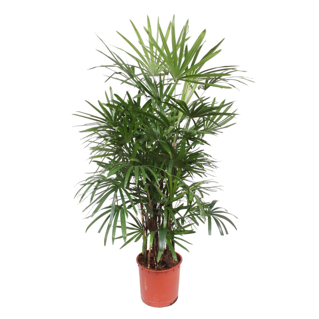 Rhapis Excelsa (Rhapis-Palme) – Ø 34 cm, 190 cm hoch