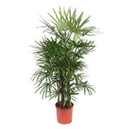 Rhapis Excelsa (Rhapis-Palme) – Ø 34 cm, 190 cm hoch