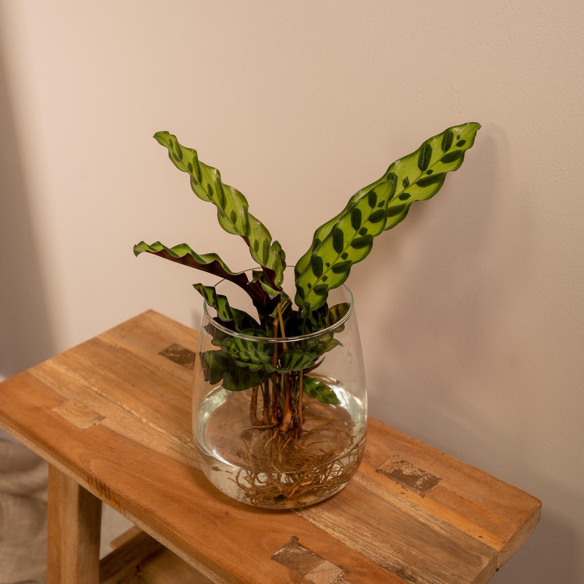 Calathea Insignis im Kingston-Glas – Ø 12 cm, 30 cm hoch