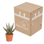 Aloë zebrina Dannyz (aloe) en pot en terre cuite – Ø11 cm, 23 cm de haut