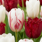 Tulipe 'Dutch Design' – 30 bulbes (calibre 11/12)