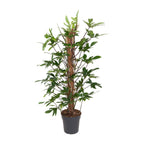 Philodendron Pedatum – Ø24 cm, 120 cm hoog