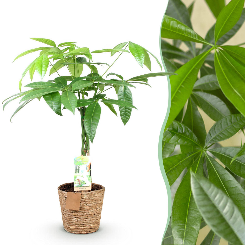 Pachira aquatica mit geflochtenem Stamm (Geldbaum) und Korb – Ø 17 cm, 60–70 cm hoch