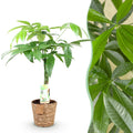 Pachira aquatica mit geflochtenem Stamm (Geldbaum) und Korb – Ø 17 cm, 60–70 cm hoch